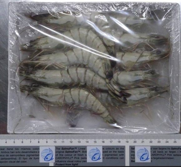 10P大草蝦