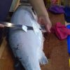 挪威生食級鮭魚
