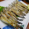 日本丁香魚
