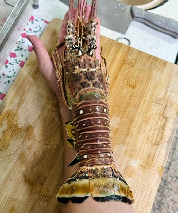 野生大龍蝦🦞